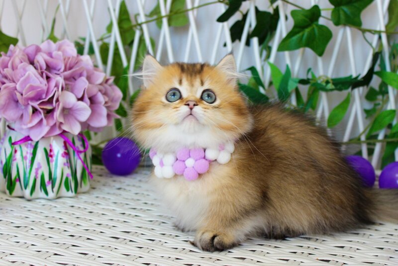 Diamond Munchkin male, chocolate golden ticked tabby