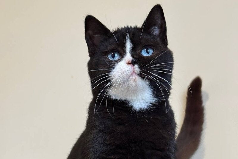 Sky British Shorthair male, black with white