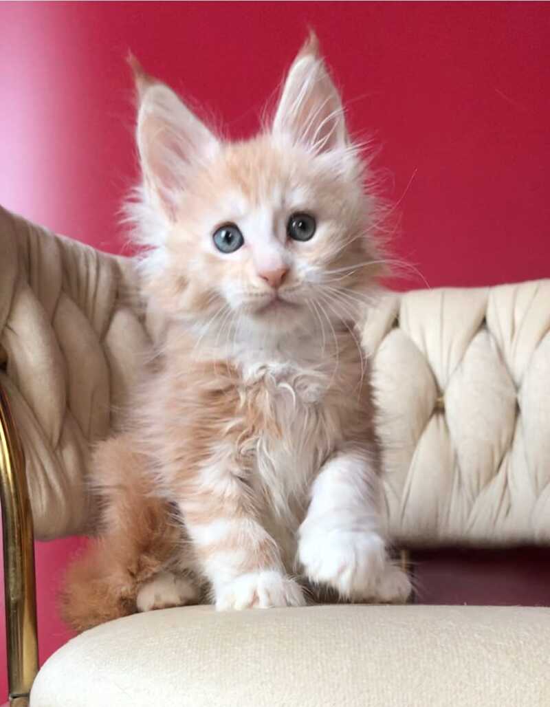 Yarik Maine Coon male, red silver tabby bicolour