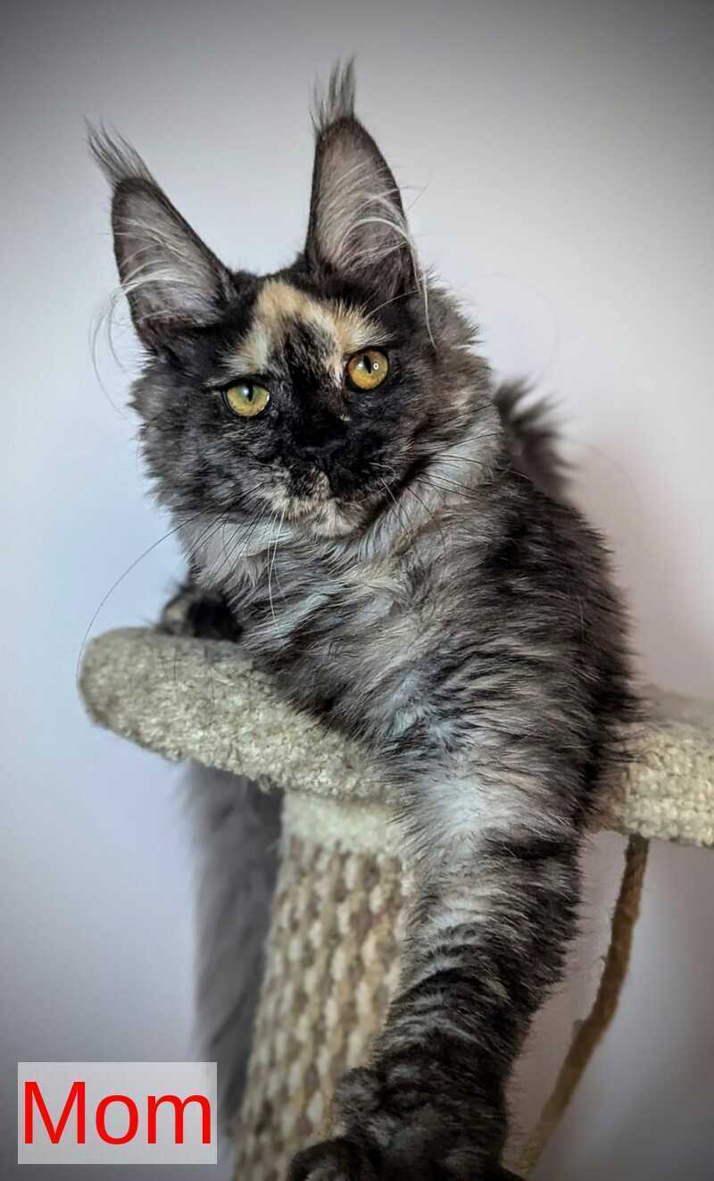 Cutie Maine Coon female black tortie ticked tabby live animals