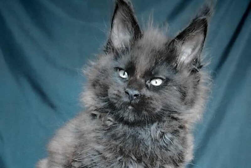 Valentin Maine Coon male, black