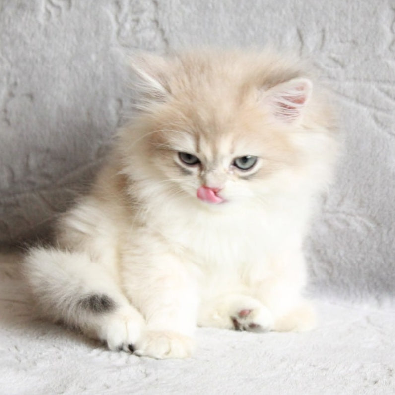Kaiser British Longhair male, blue golden chinchilla