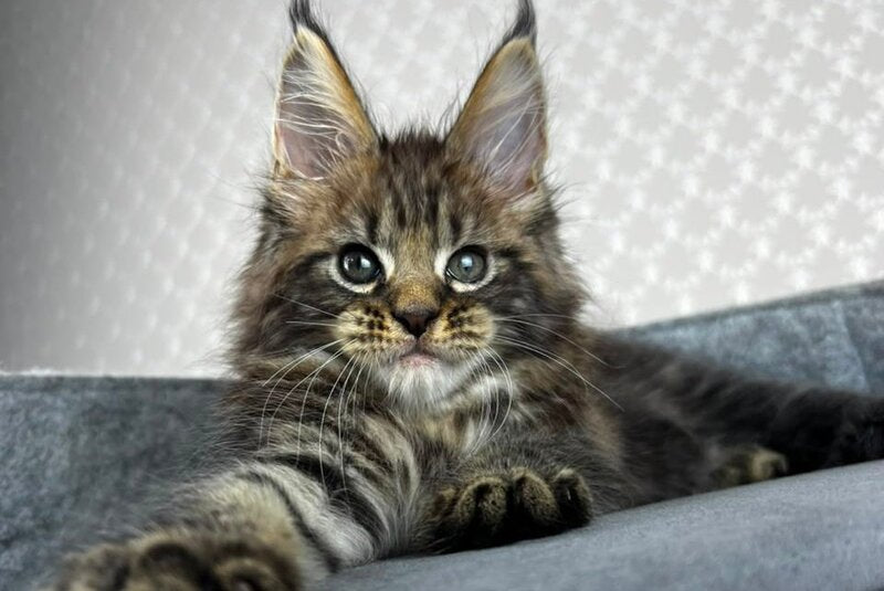 Pathos Maine Coon male, black tabby