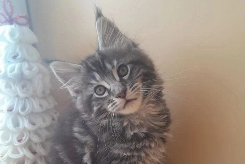 Dionysus Maine Coon male black silver tabby live animals