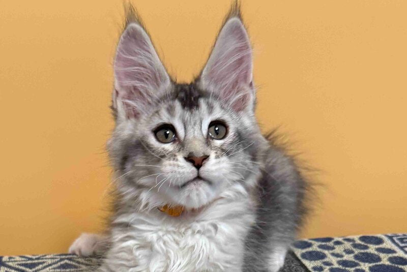 Italy Maine Coon female black tortie silver ticked tabby live animals