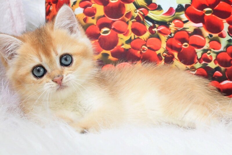 Ricky British Shorthair male, black golden shaded