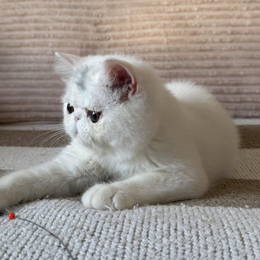Kimberly Exotic female, white