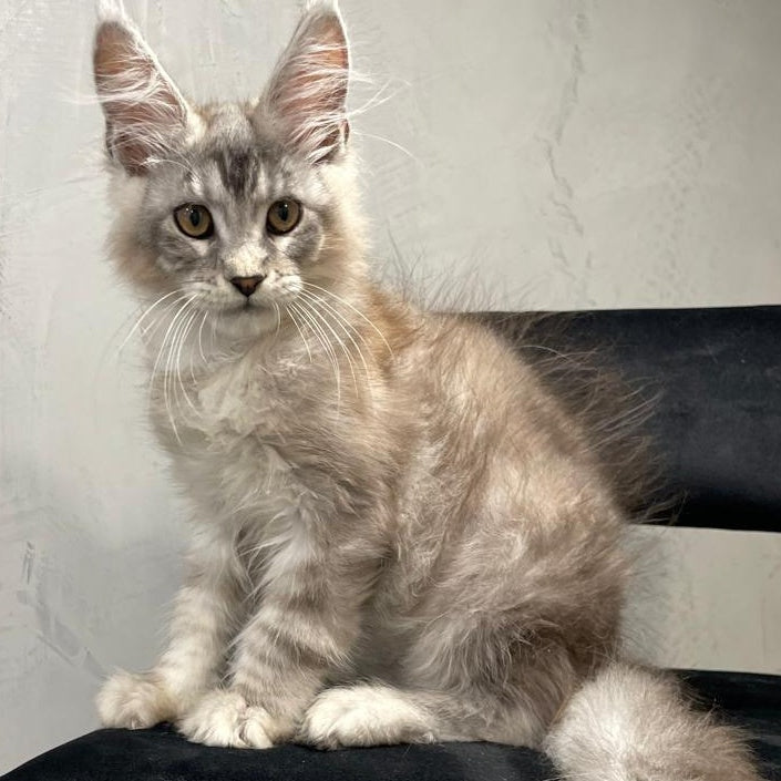 Markush Maine Coon male, blue silver ticked tabby