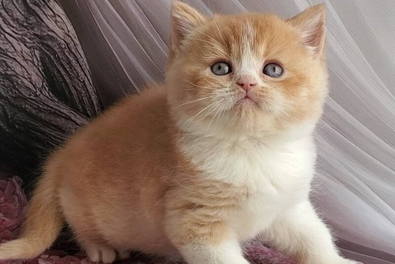 Unique British Shorthair male, red bicolour