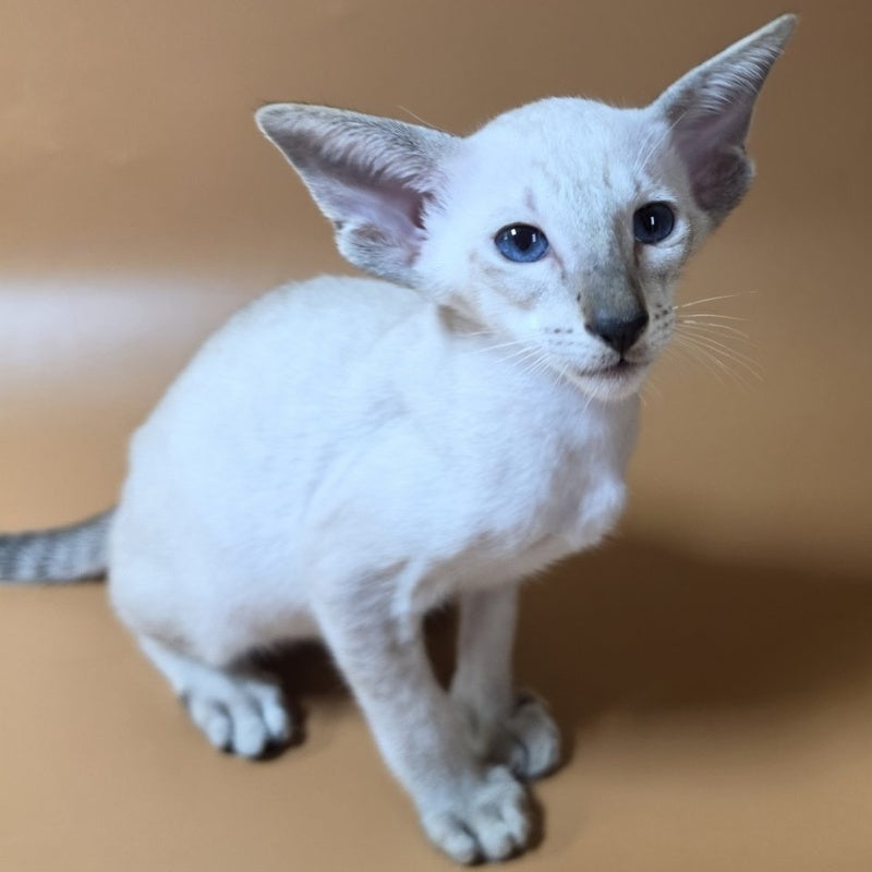 Yarina Siamese female, black spotted tabby