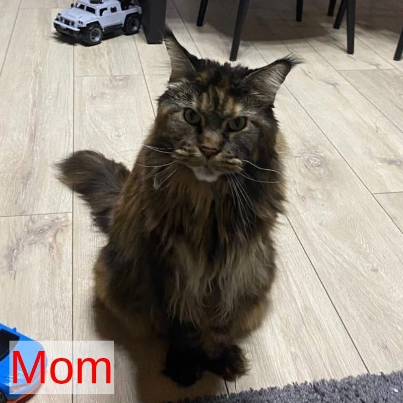 Bazilio Maine Coon polydactyl 6x6x6x6 male, red tabby with white