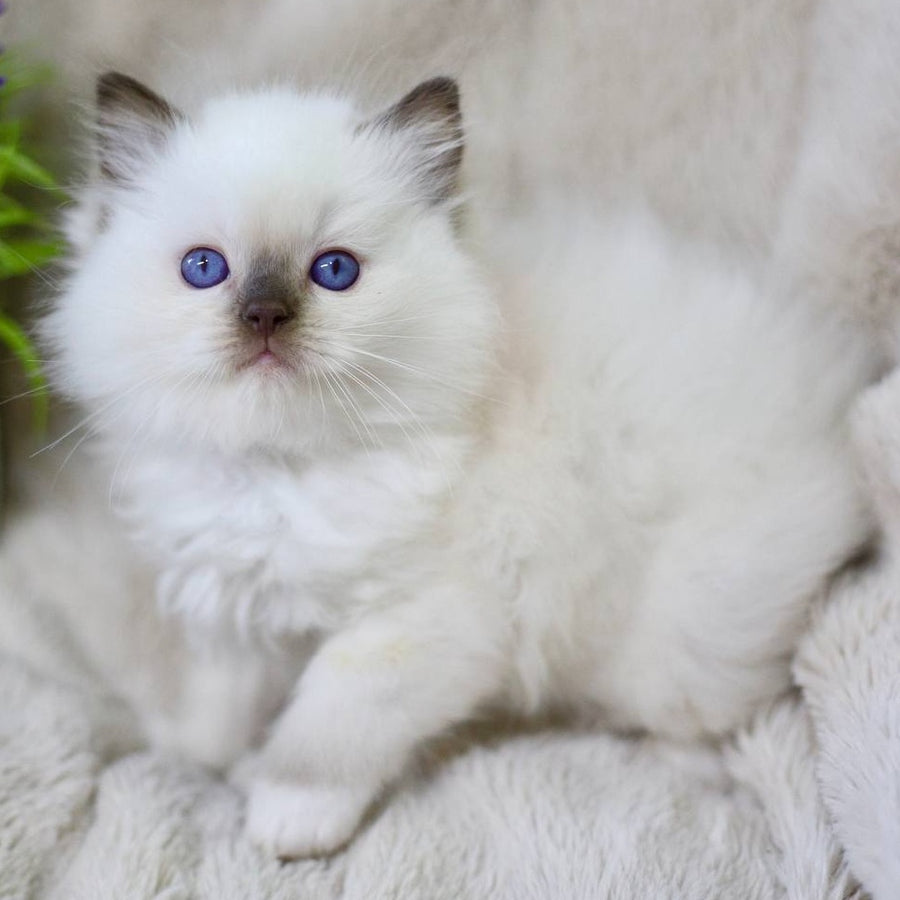 Kimi Ragdoll male, black mitted