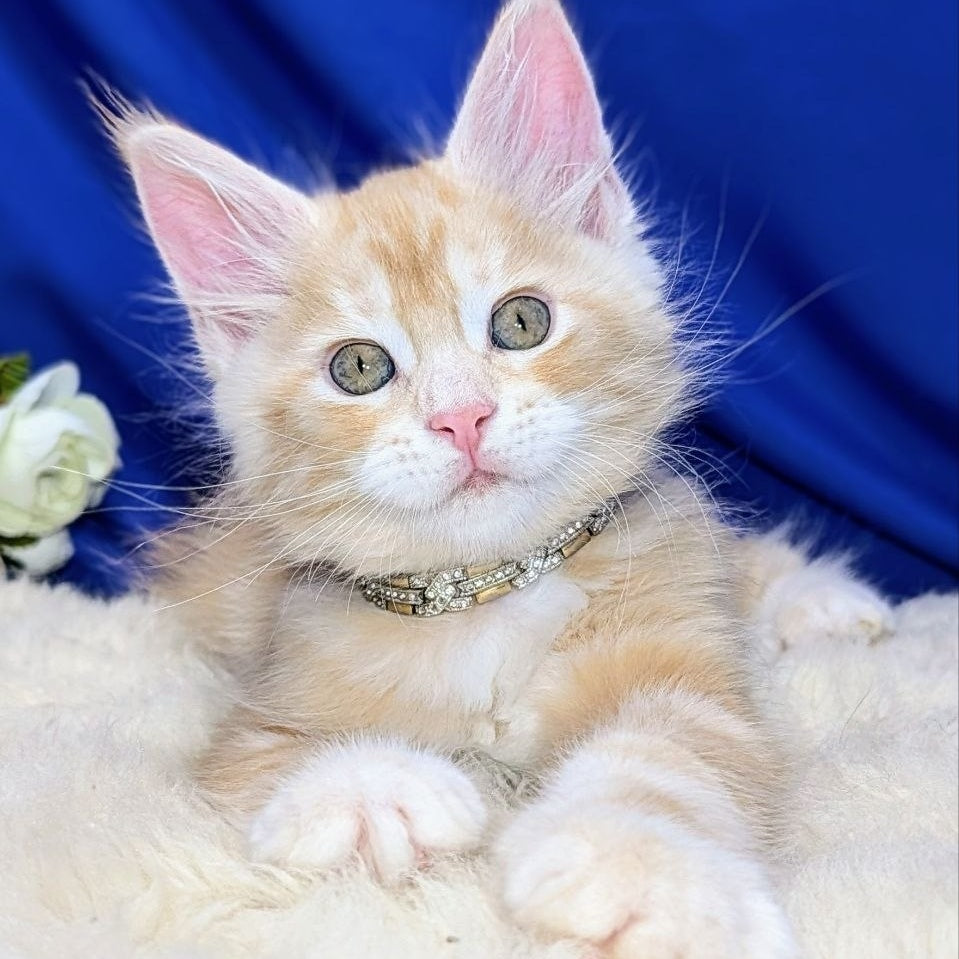 Yukon Maine Coon male, red silver tabby