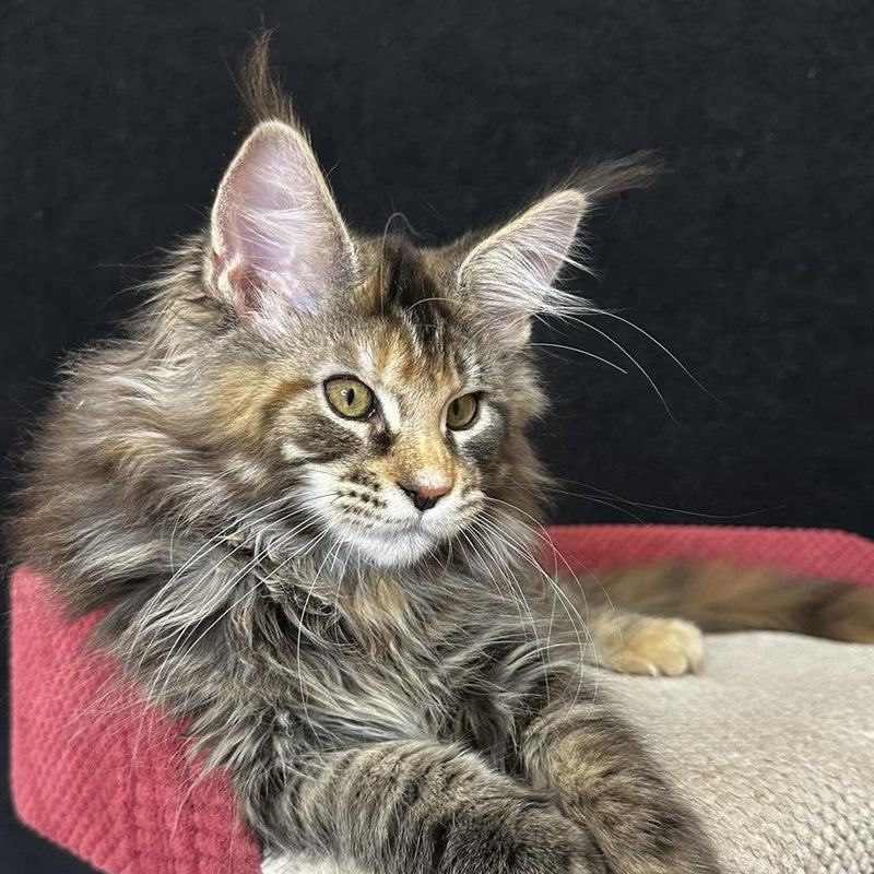 Carmen Maine Coon female, black tortie tabby