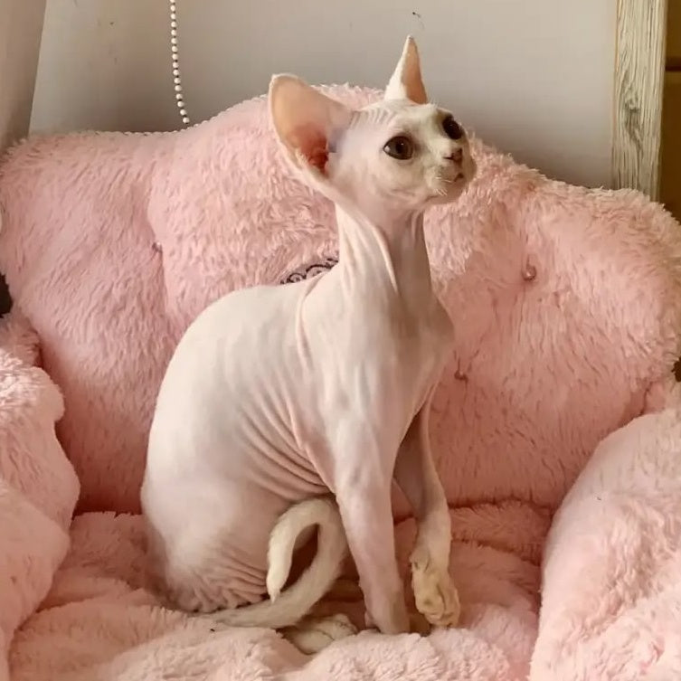 Zosya Devon Rex female, white