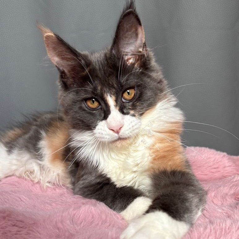 Chloe Maine Coon female, blue tortie bicolour