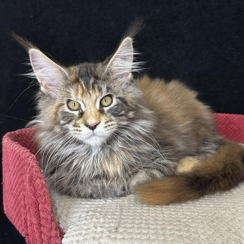 Carmen Maine Coon female, black tortie tabby