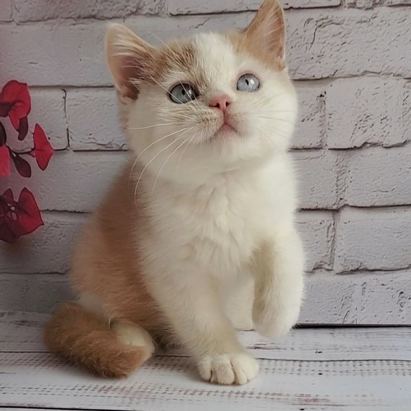 Duke British Shorthair male, cream bicolour