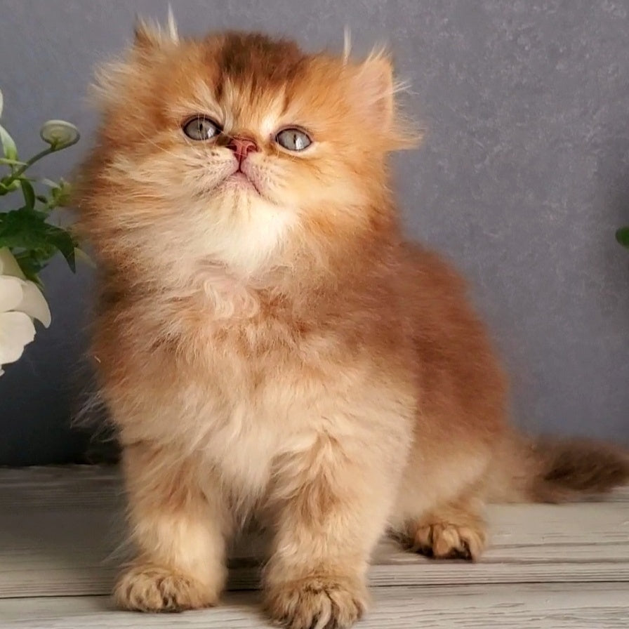 Ginger British Longhair male, chocolate golden ticked tabby
