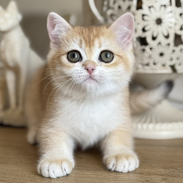 Mira British Shorthair female, black golden chinchilla