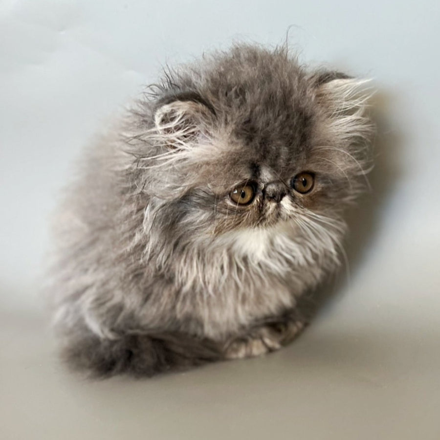Balloo Persian male, blue silver spotted tabby