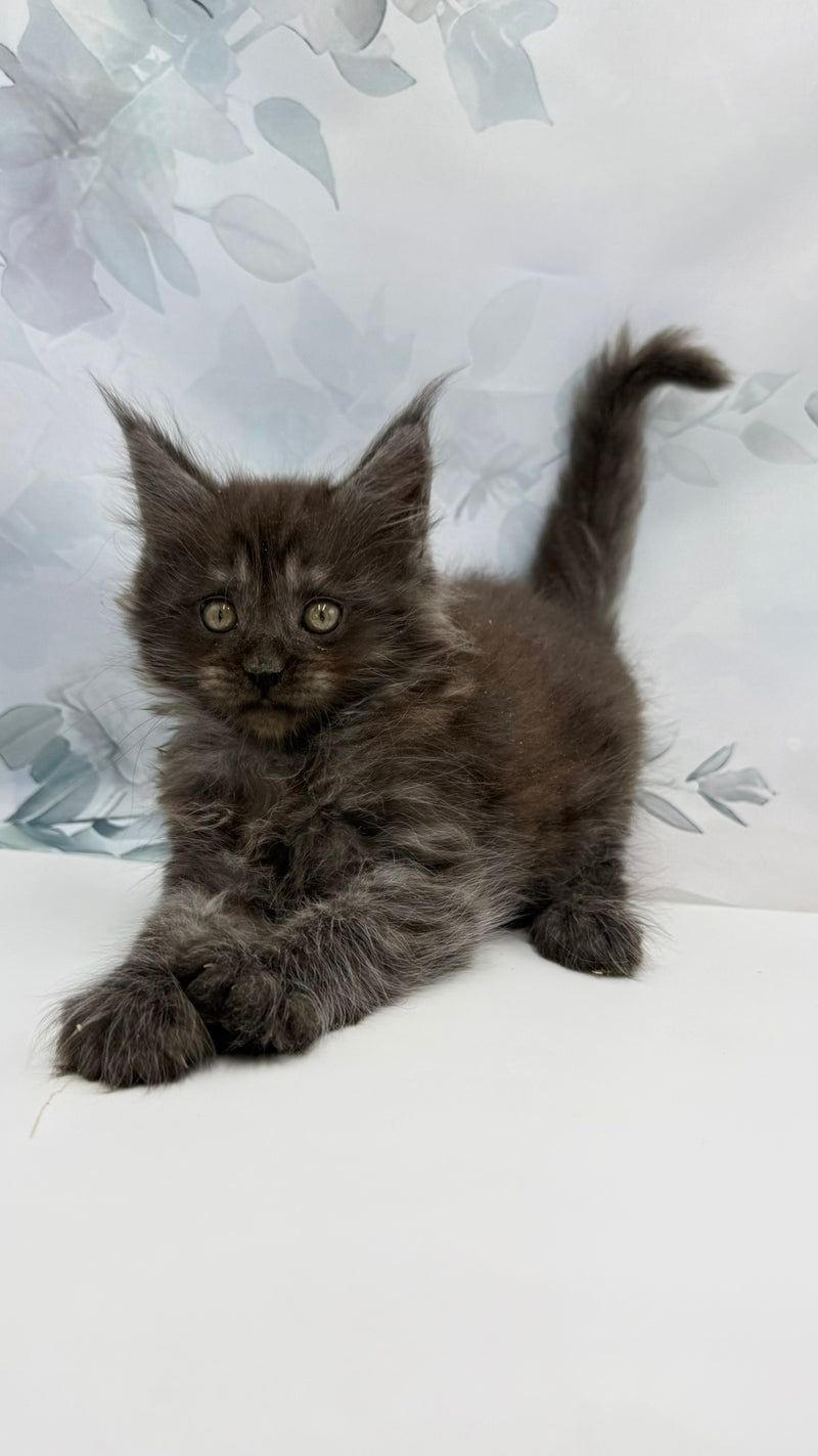 Angor Maine Coon male, black silver