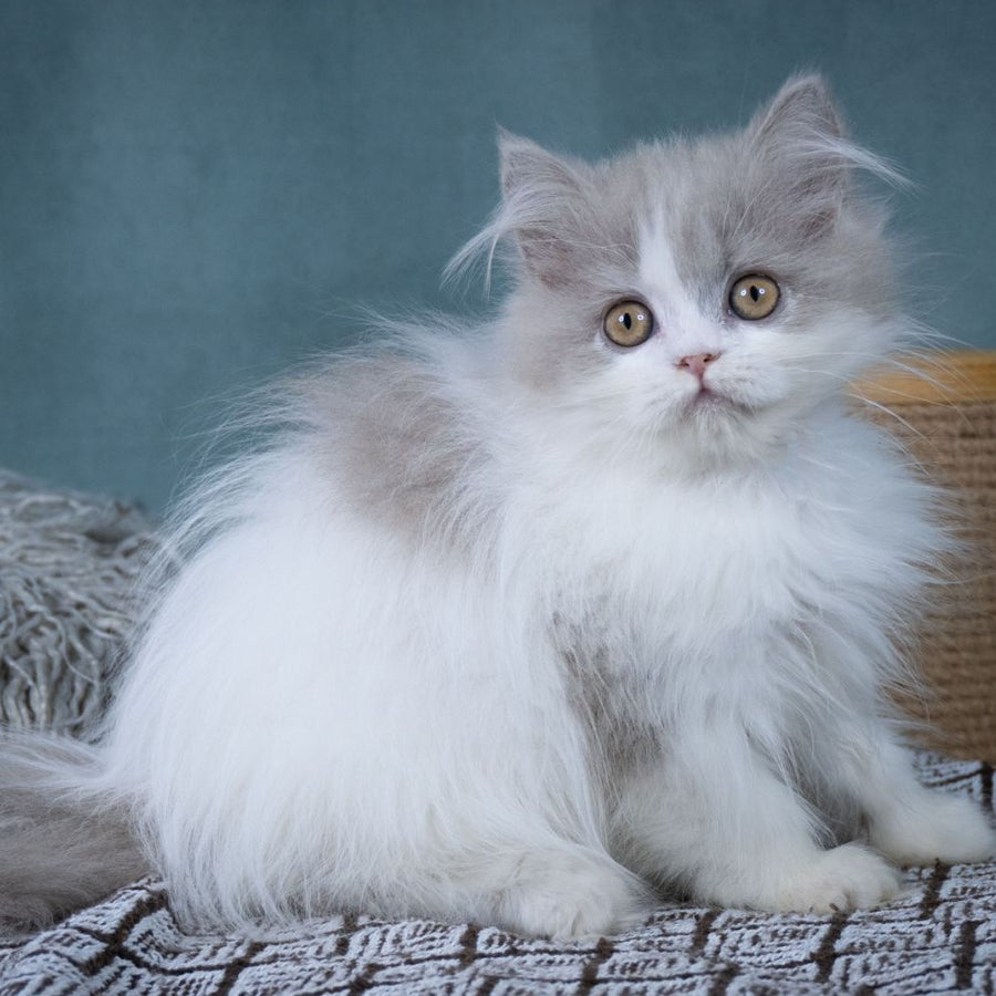 Elektra Selkirk Rex female, lilac harlequin