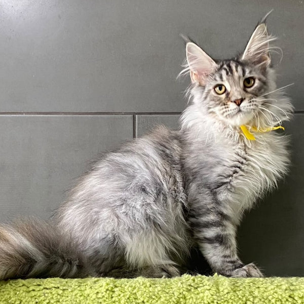 Seven Maine Coon female, black tortie silver tabby