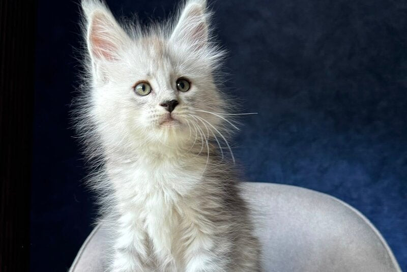 Imp Maine Coon male, black silver spotted tabby