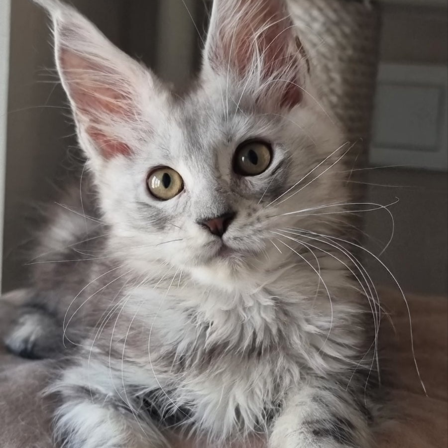 Elisa Maine Coon female, black silver tabby