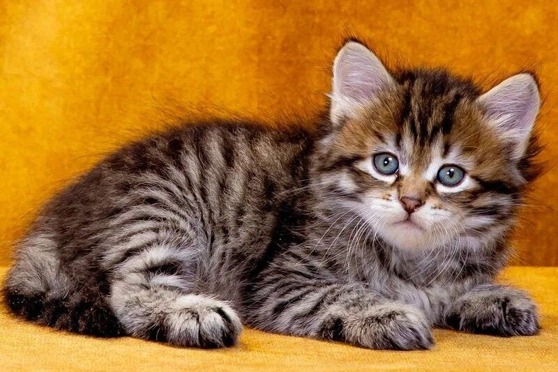 Dementiy Siberian male, black spotted tabby