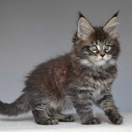 Joyce Maine Coon male, black spotted tabby