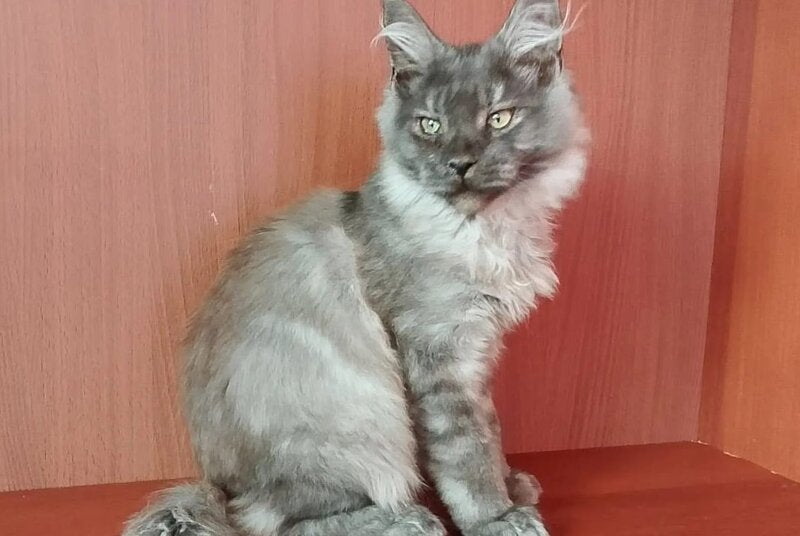 Duke Maine Coon male, black silver