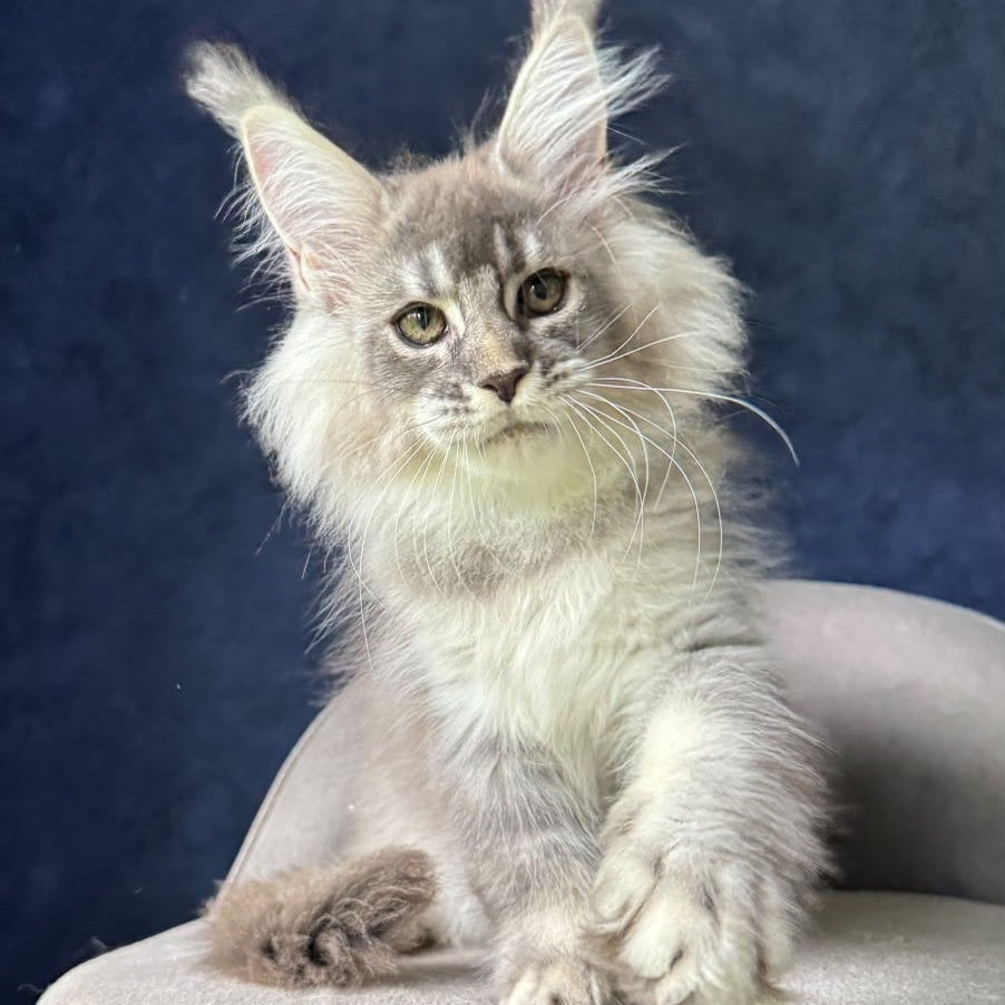 Henrietta Maine Coon female, blue silver ticked tabby