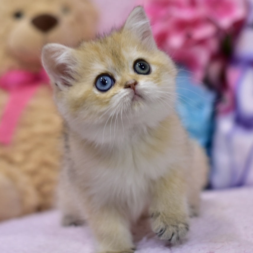 Goldie British Shorthair female, black golden shaded