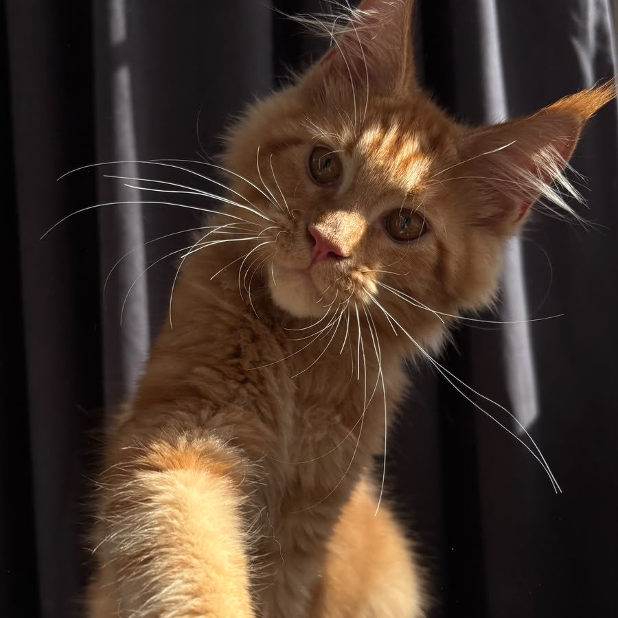 Iggy Maine Coon male, red