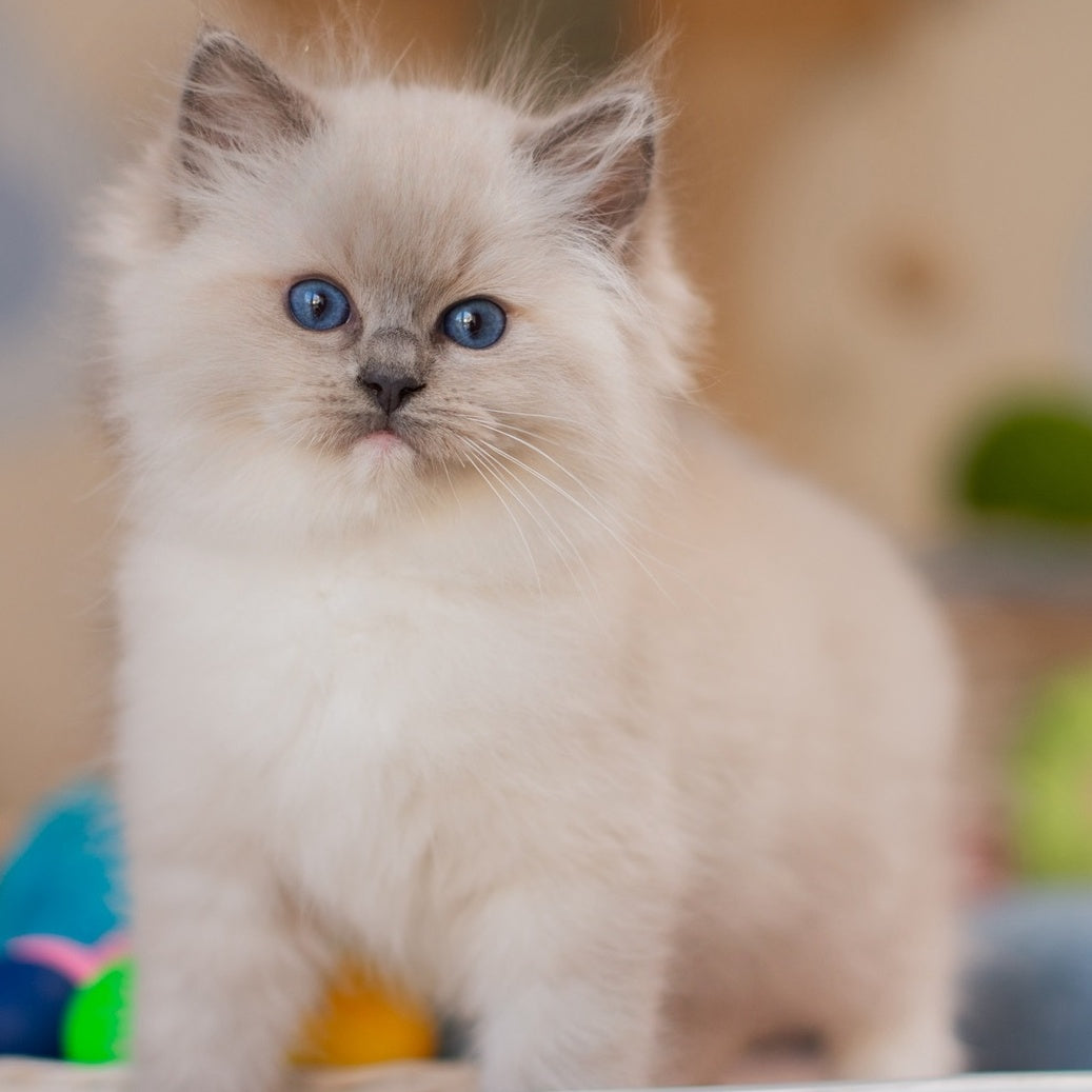 Yeshi Ragdoll male, blue mitted