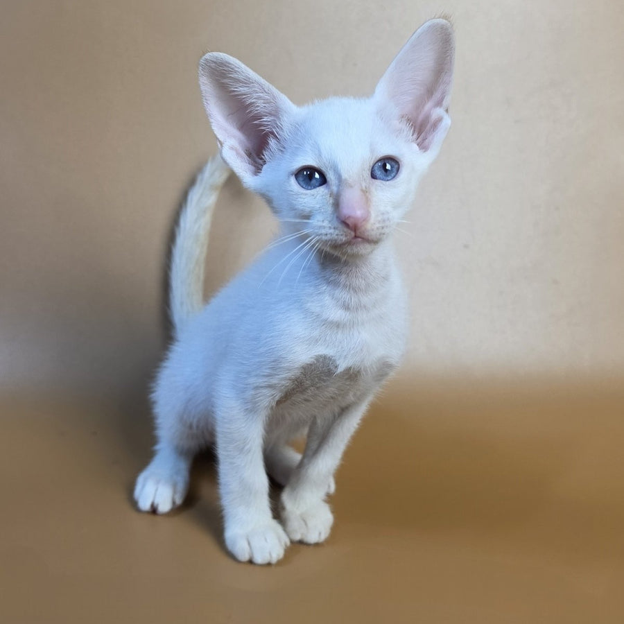 Eclair Siamese male, red