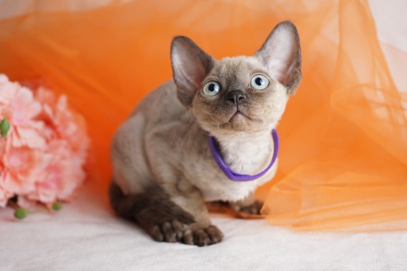 Nona Devon Rex female chocolate pointed - live animals