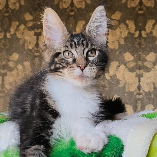 Holiday Maine Coon male, black tabby with white