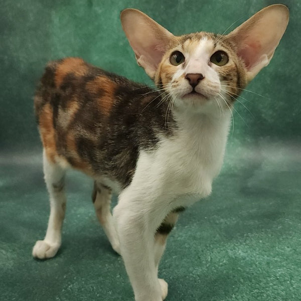 Ustina Oriental Shorthair female, black tortie tabby bicolour