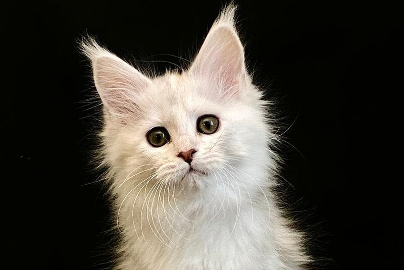 Emily Maine Coon female black tortie silver shaded live animals