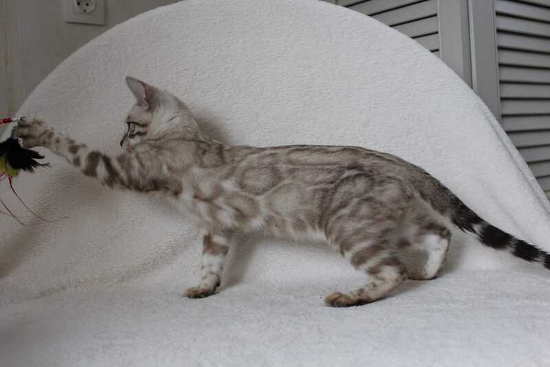 Vakula Bengal female, black spotted tabby pointed