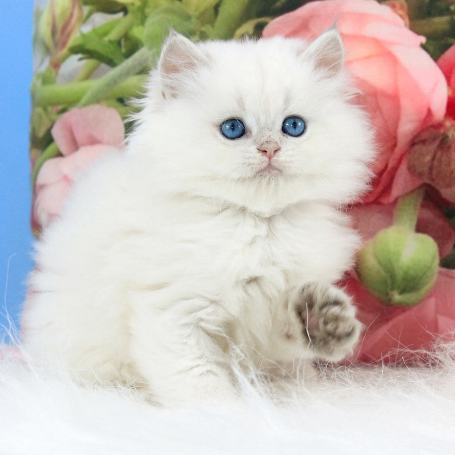 Talisman British Longhair male, blue golden chinchilla pointed