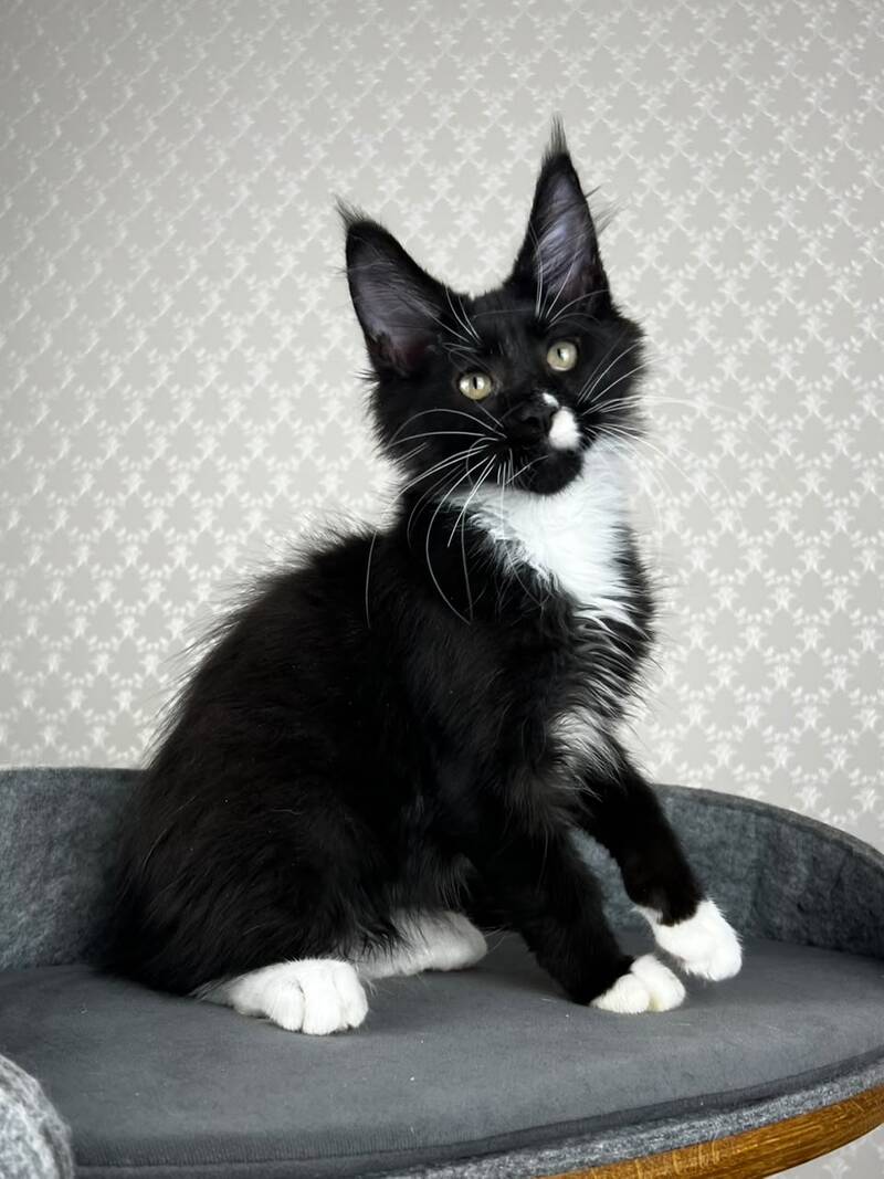 Oscar Maine Coon male, black bicolour