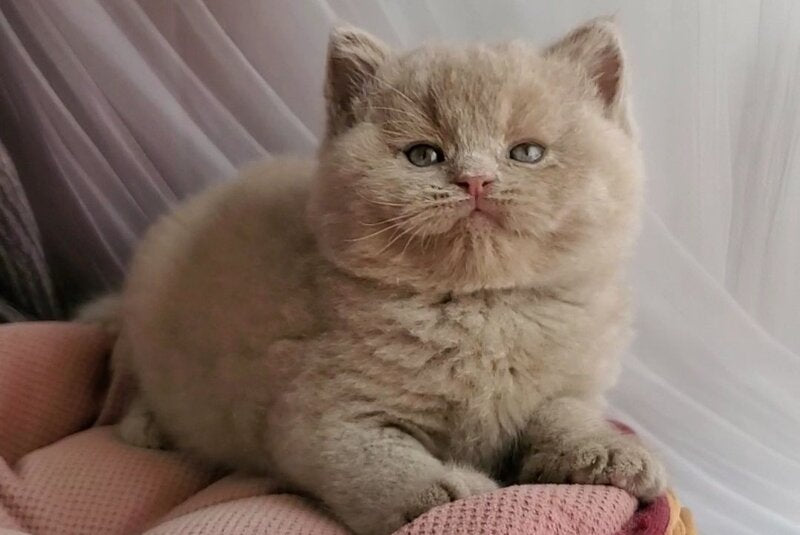Umka British Shorthair male, fawn