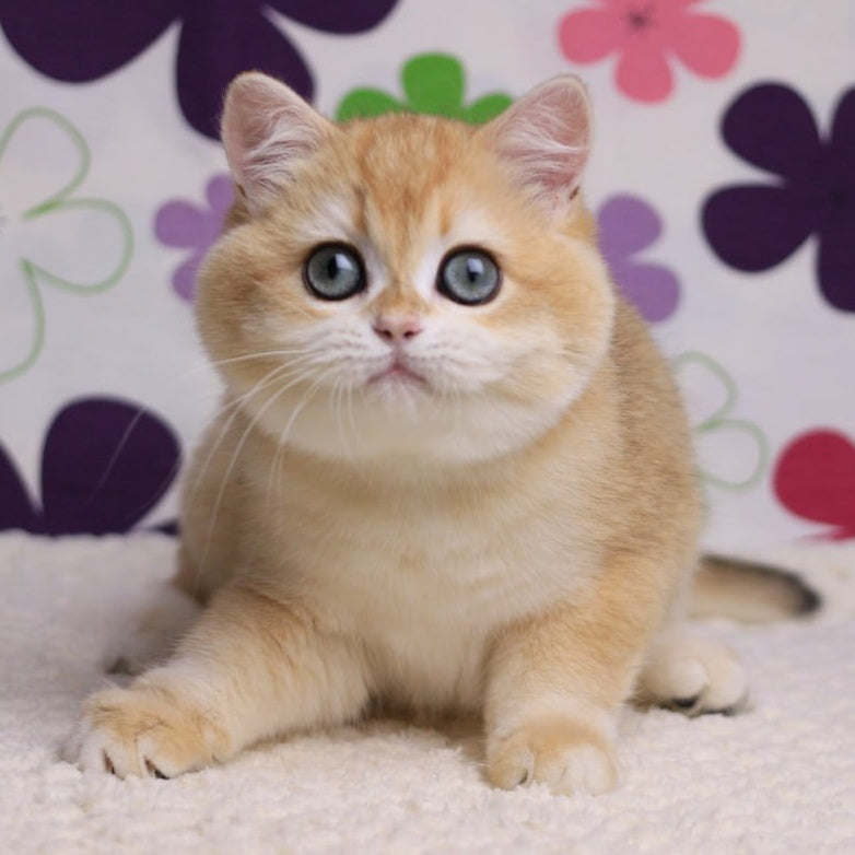 Percy British Shorthair male, black golden chinchilla