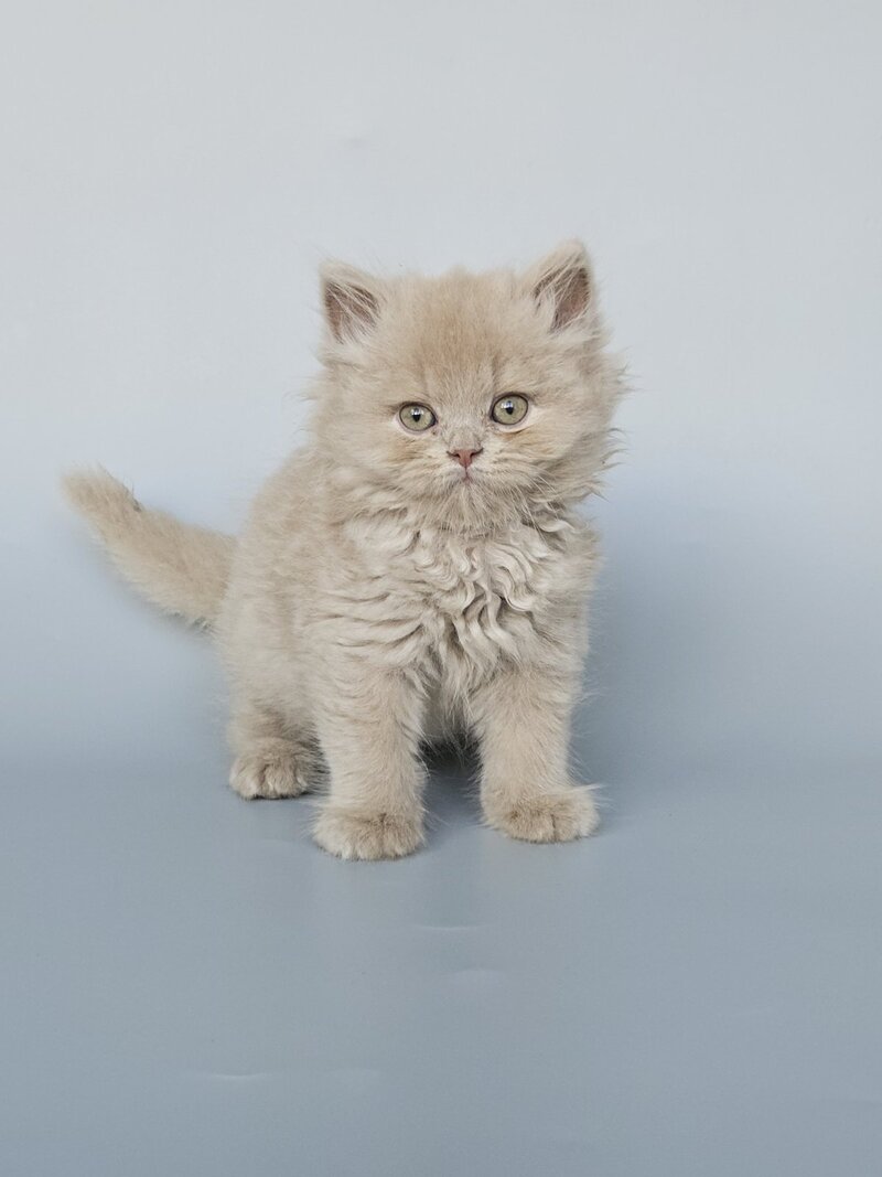 Angel British Longhair male, fawn