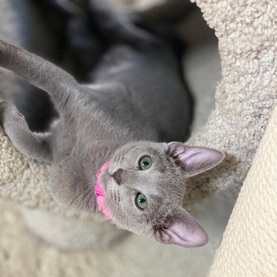 Flori Russian Blue female, blue