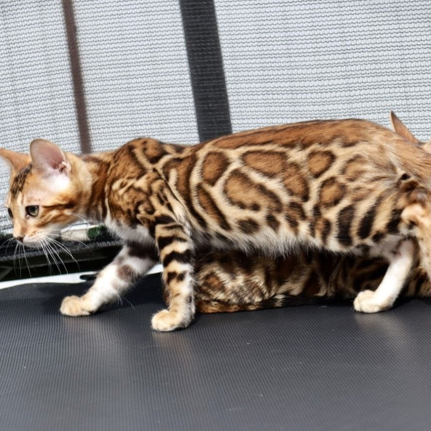 Timokha Bengal male, black spotted tabby